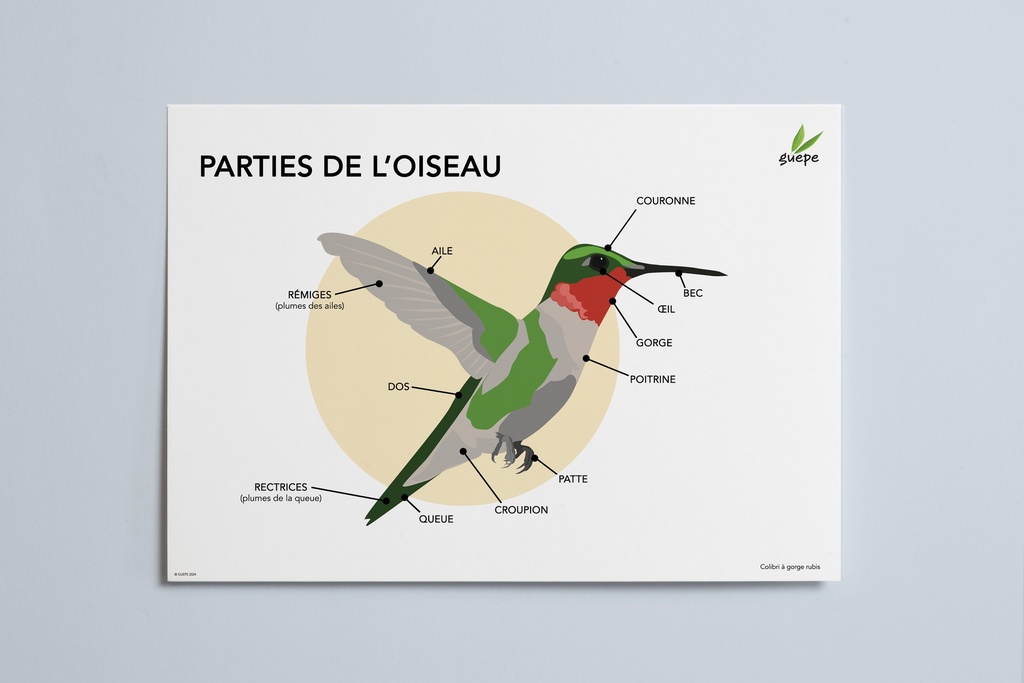 Affiche éducative (format PDF) : Les parties de l'oiseau 11x17po