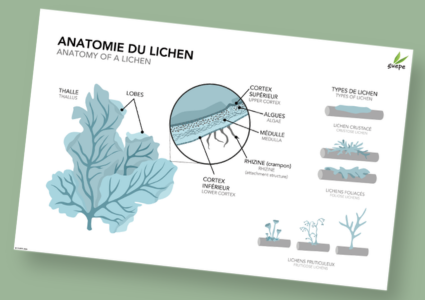 Affiche éducative (format PDF) : L'anatomie du lichen 11x17po