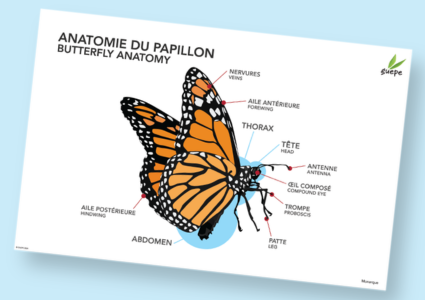Affiche éducative (format PDF) : L'anatomie du papillon 11x17po
